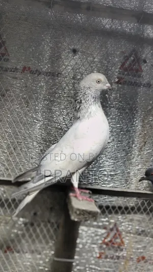 Pigeon