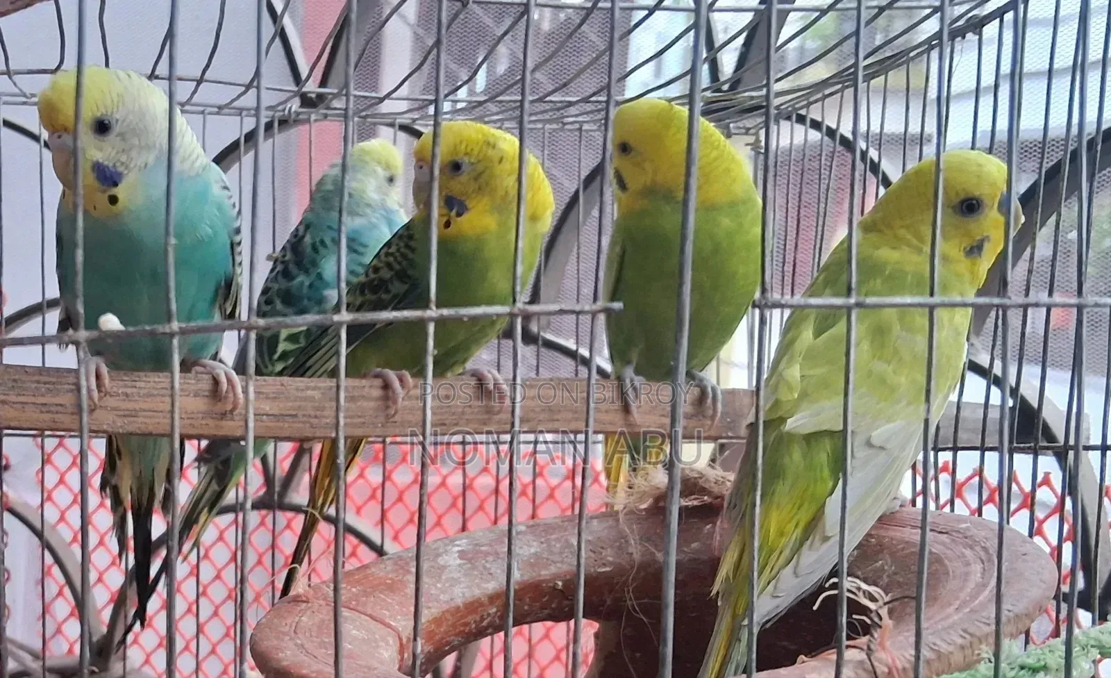 5 Budgerigars, 400 Taka each