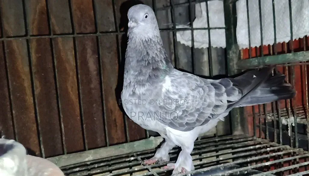 Pigeon
