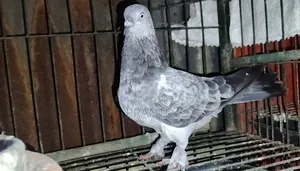 Pigeon