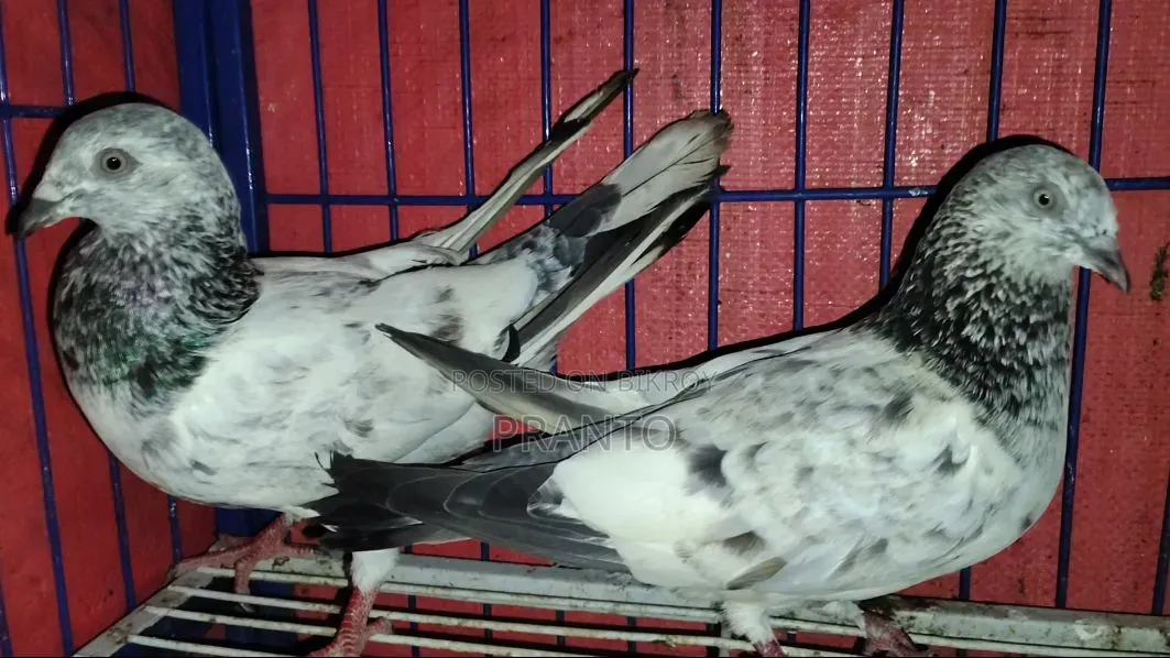 Pigeon