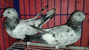Pigeon