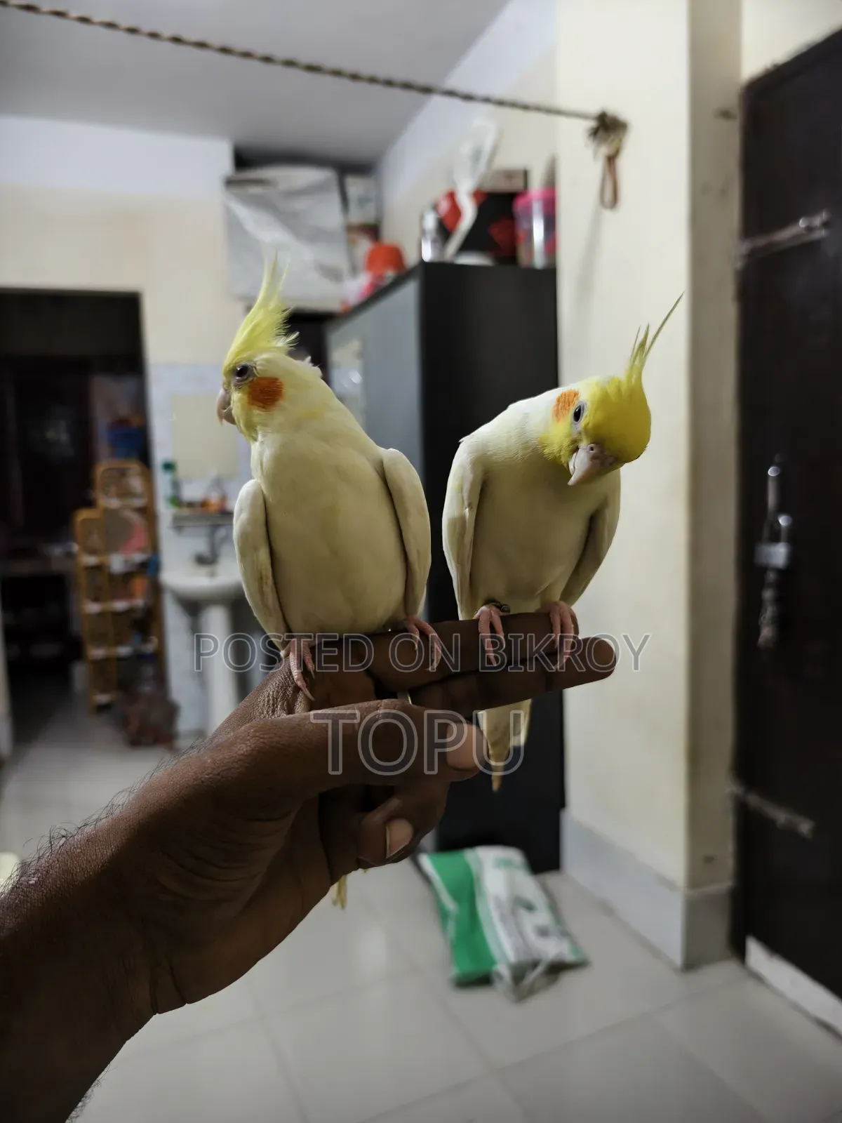 টেম করা ককাটেল পেয়ার