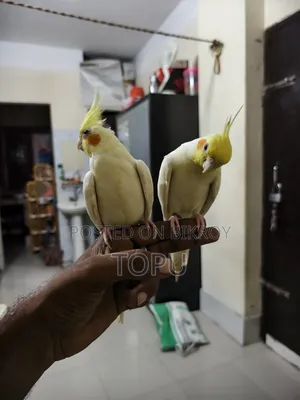 টেম করা ককাটেল পেয়ার