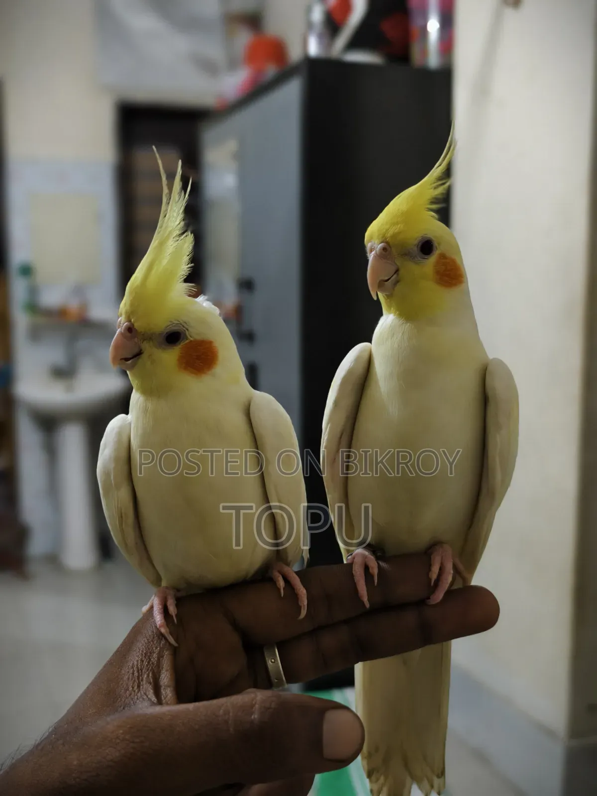 টেম করা ককাটেল পেয়ার