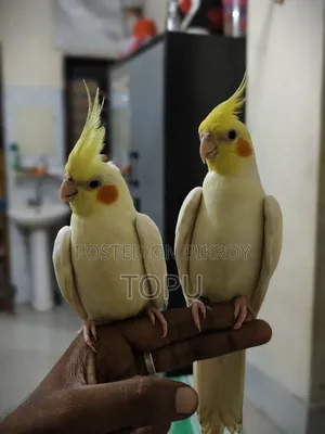 টেম করা ককাটেল পেয়ার