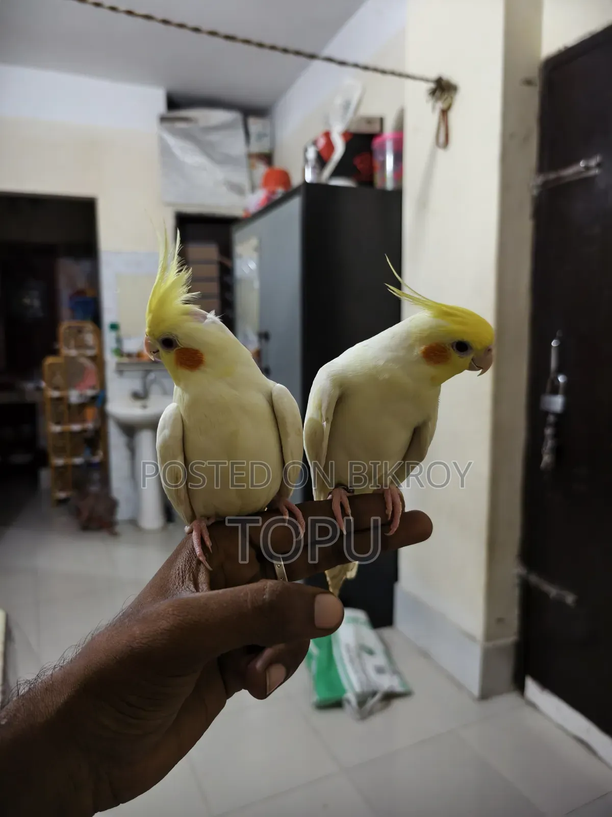 টেম করা ককাটেল পেয়ার
