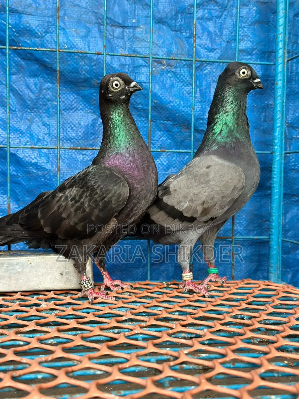 Budapest Hungarian Highflyers Pigeon