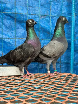 Budapest Hungarian Highflyers Pigeon