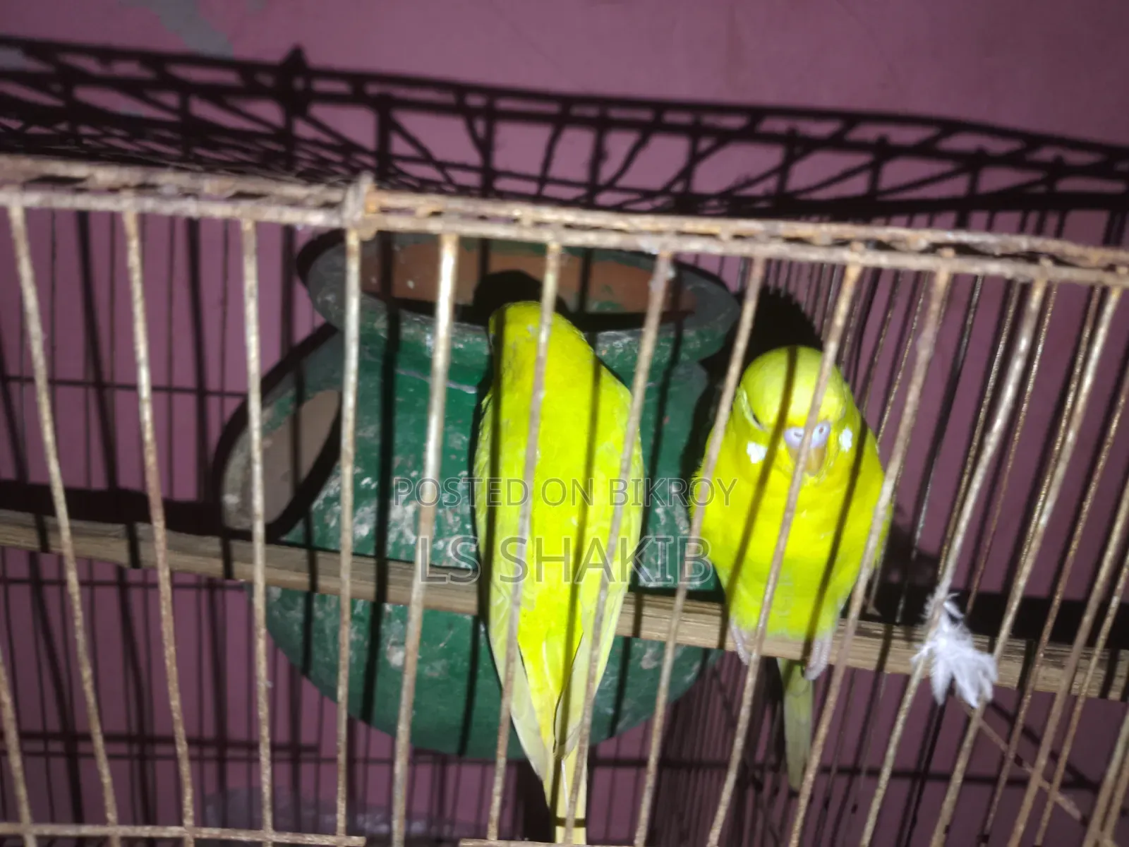 এক জোড়া লোটিনো পাখি বিক্রি করা হবে