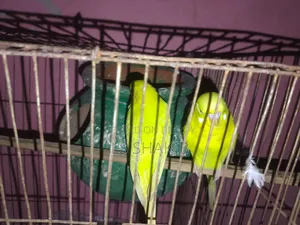 এক জোড়া লোটিনো পাখি বিক্রি করা হবে