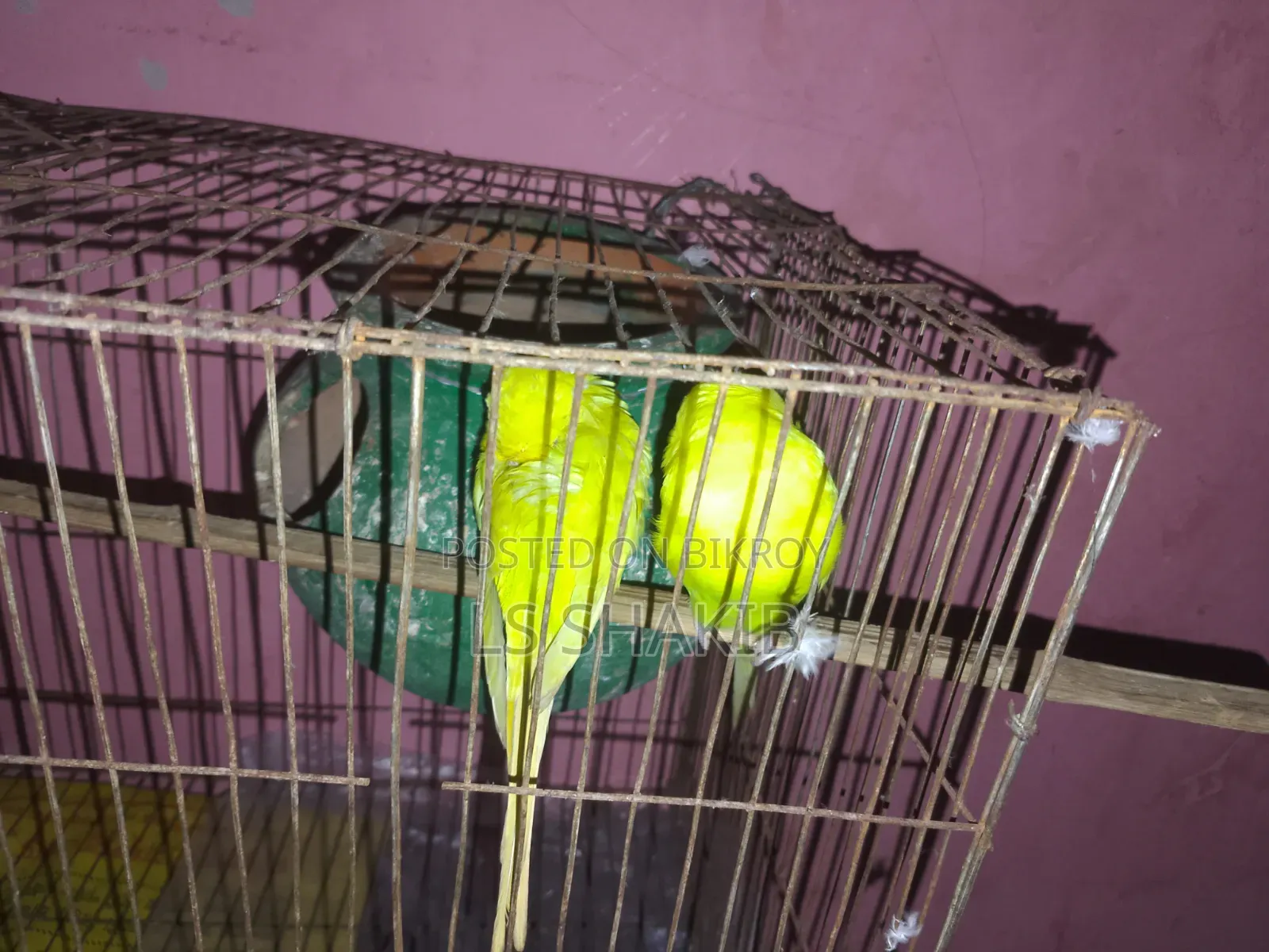 এক জোড়া লোটিনো পাখি বিক্রি করা হবে