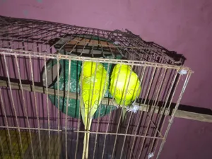 এক জোড়া লোটিনো পাখি বিক্রি করা হবে