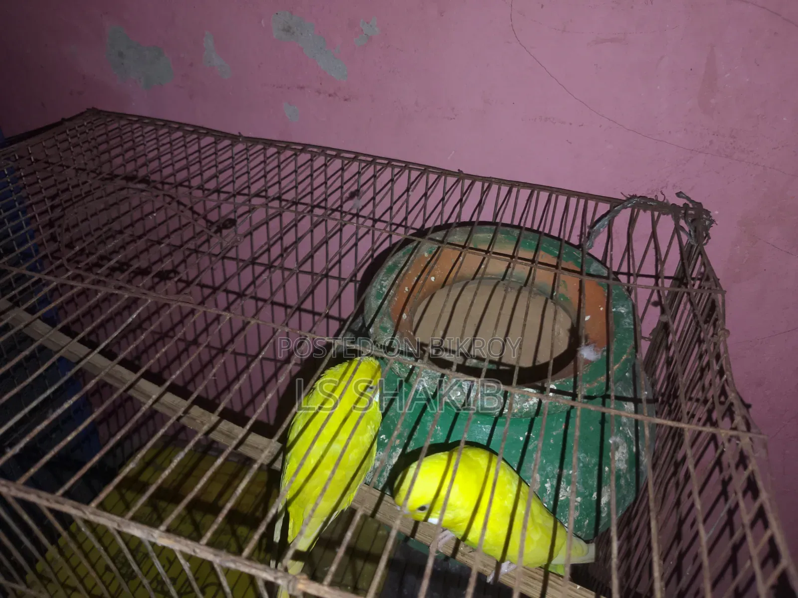 এক জোড়া লোটিনো পাখি বিক্রি করা হবে