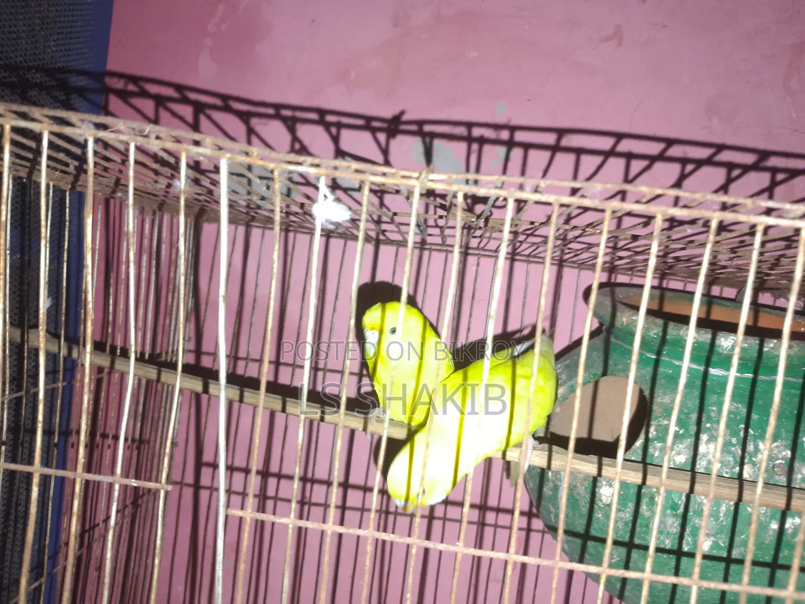 এক জোড়া লোটিনো পাখি বিক্রি করা হবে