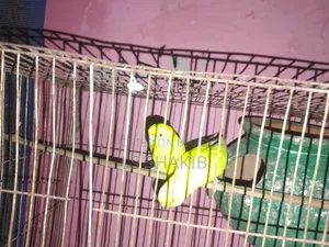 এক জোড়া লোটিনো পাখি বিক্রি করা হবে