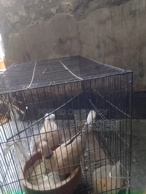 গুগু একজোড়া