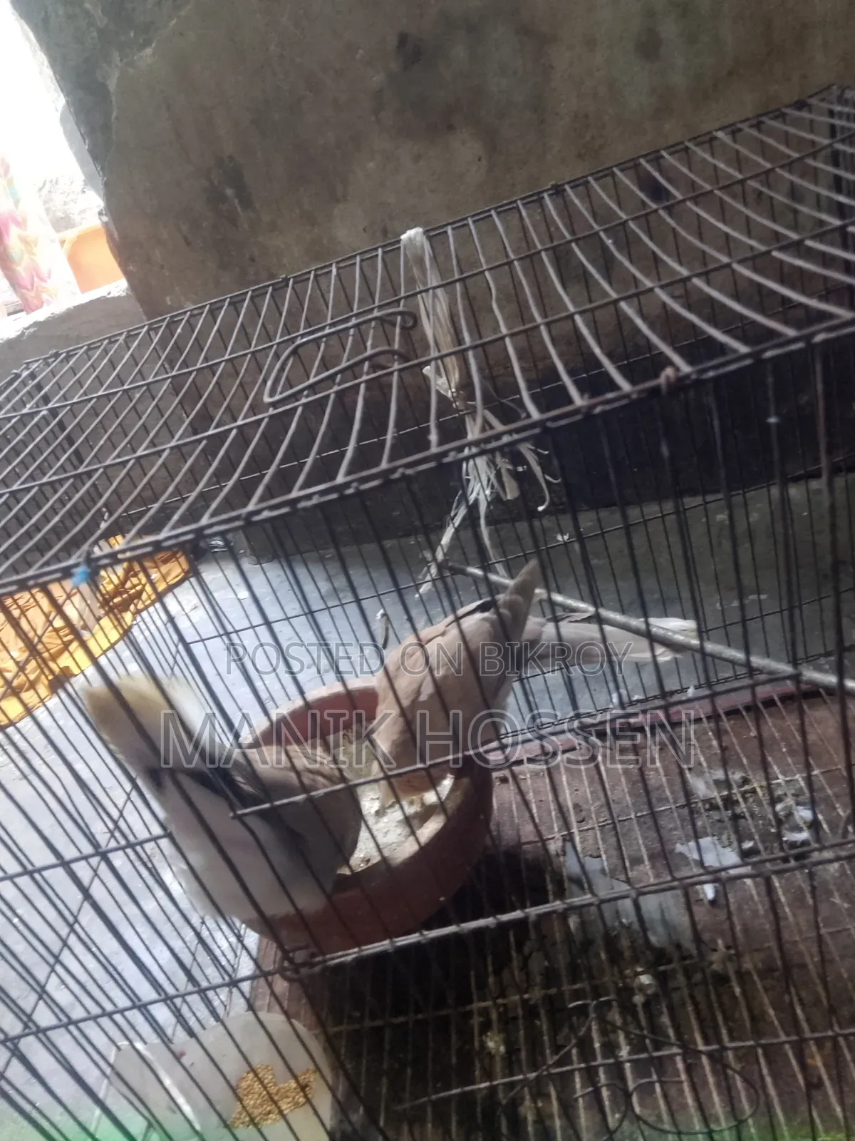 গুগু একজোড়া