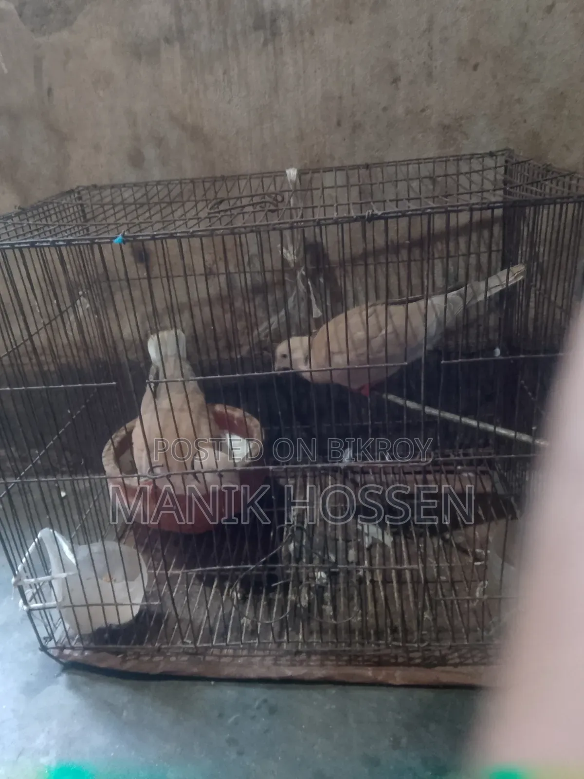 গুগু একজোড়া