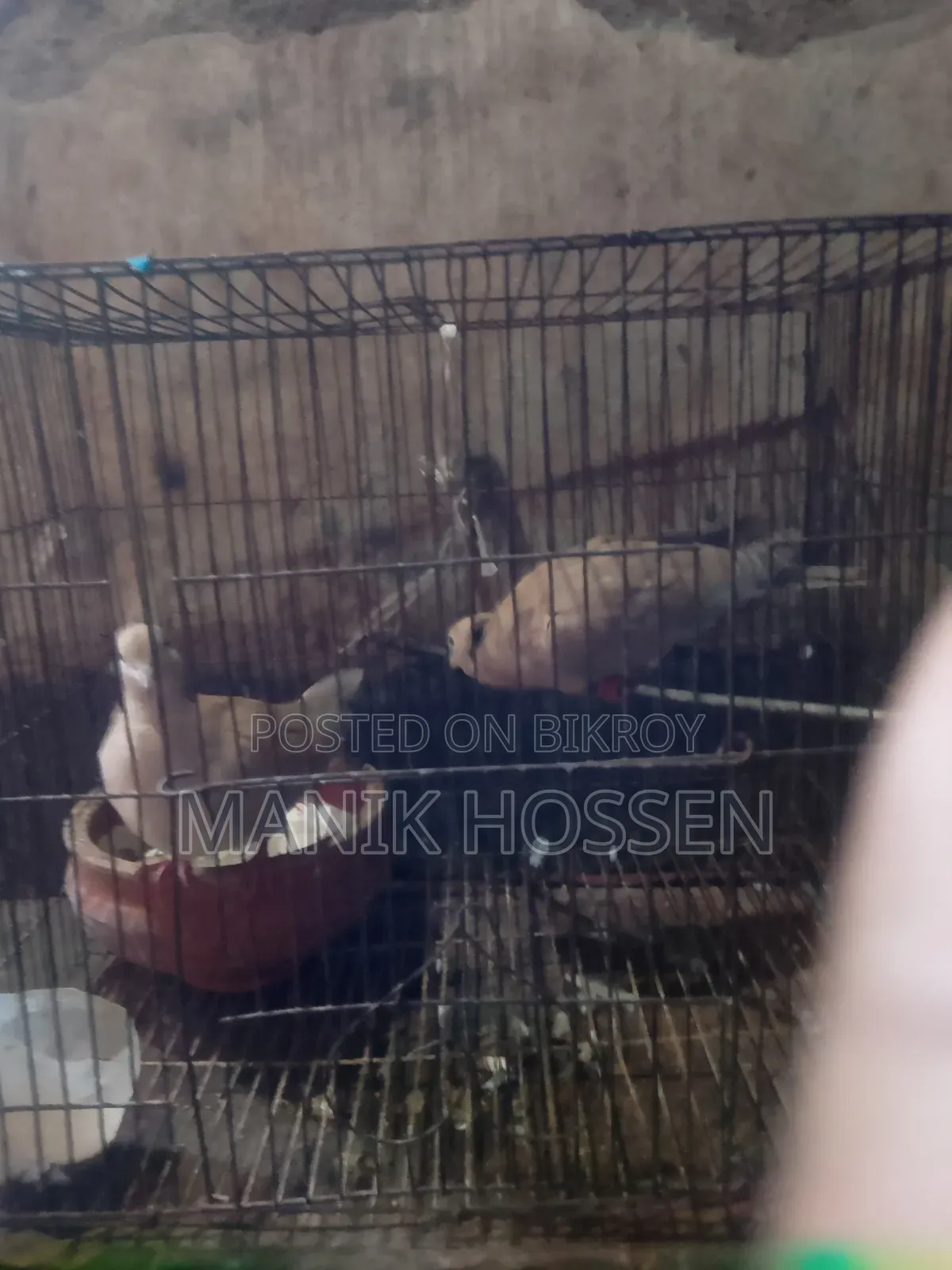 গুগু একজোড়া
