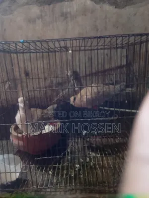 গুগু একজোড়া
