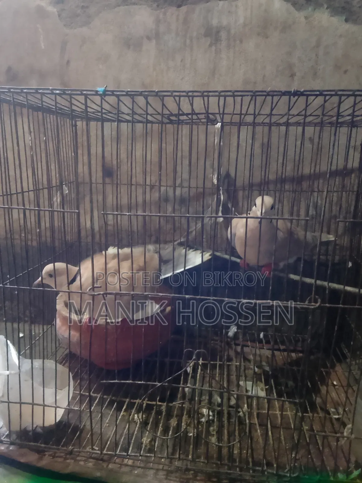 গুগু একজোড়া