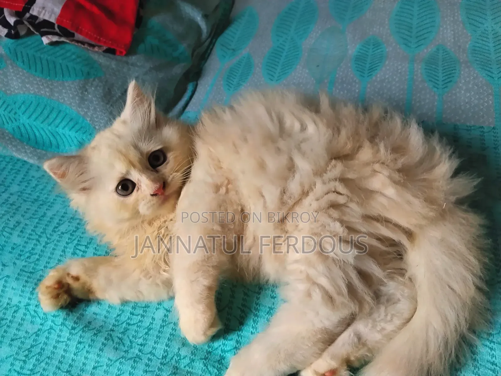 ১-৩ মাস বয়সী ফিমেল পিওরব্রেড পার্সিয়ান