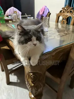 1+ Year Male Purebred Persian