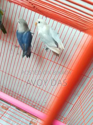 লজ বার্ডস