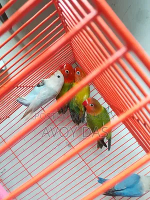 লজ বার্ডস