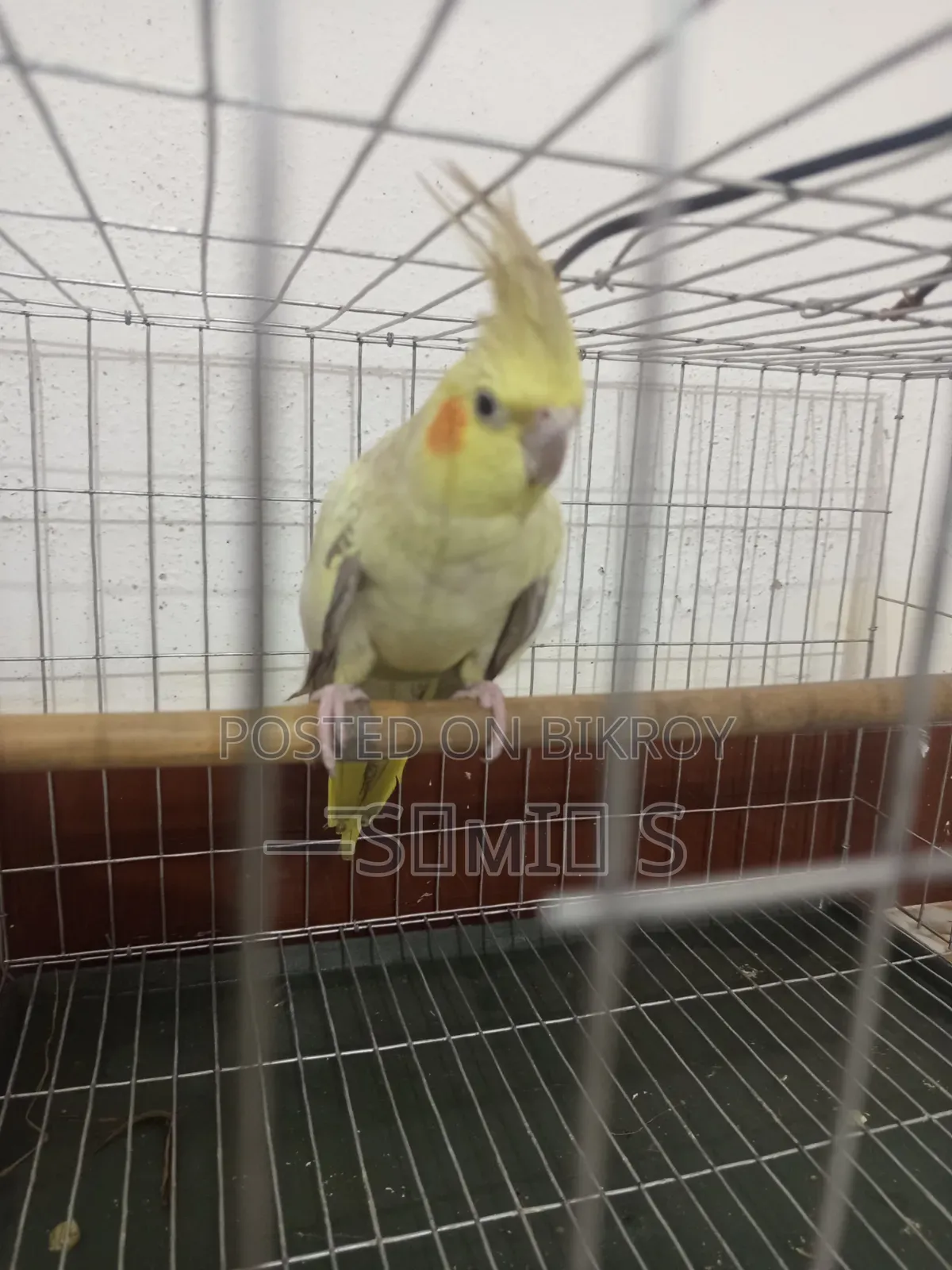 100% Running Cinnamon Pearl Cockatiel Female