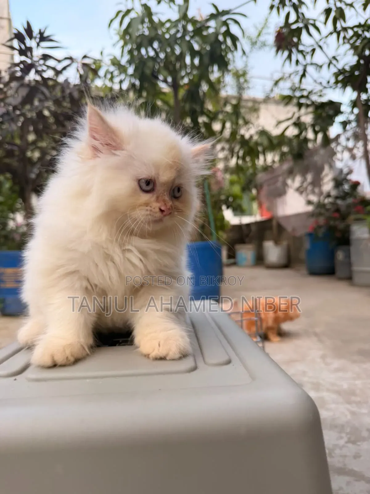 ১-৩ মাসের ফিমেল পিওরব্রেড পার্সিয়ান
