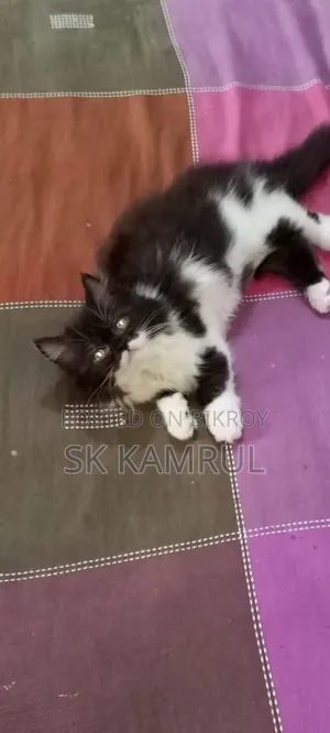 ১-৩ মাস বয়সী ফিমেল পিওরব্রেড পার্সিয়ান