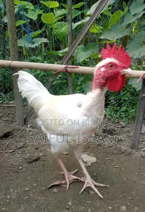 দেশি মুরগী পিওর সাদা গলা ছিলা।