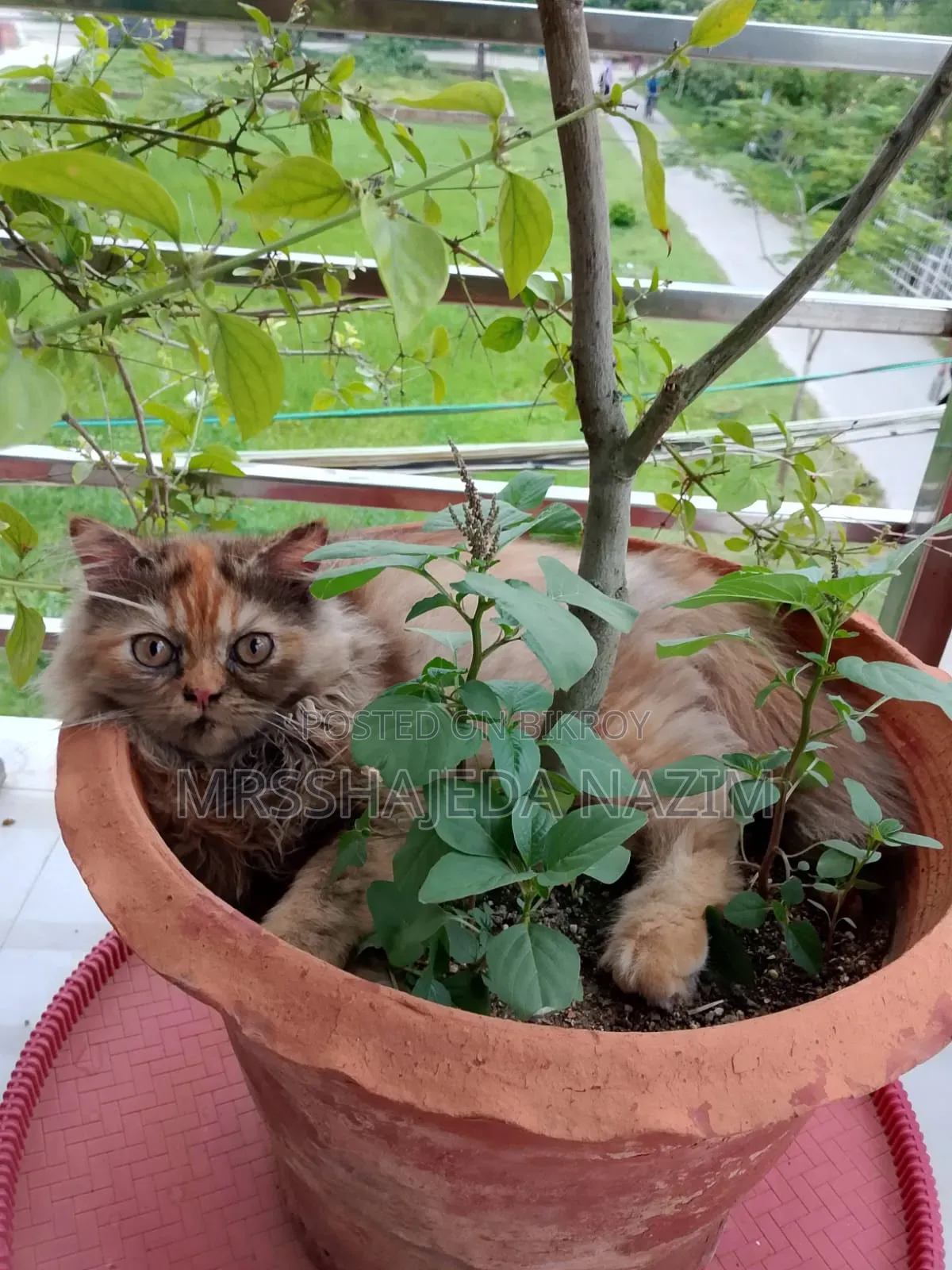 ৩-৬ মাস বয়সী স্ত্রী পিওরব্রেড পার্সিয়ান