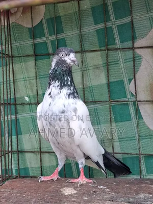 সাকি টেডি জোড়া