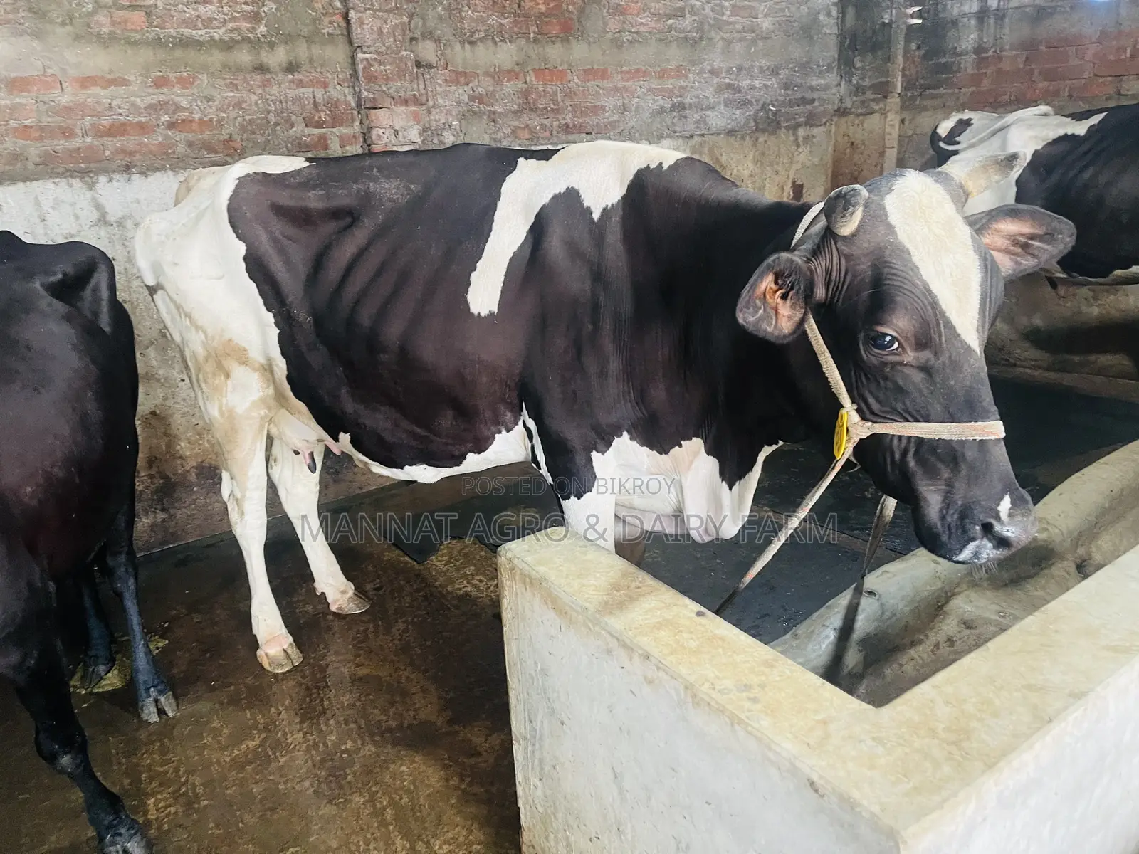 Milking cow for sale