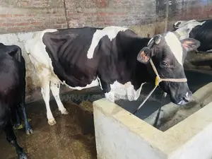 Milking cow for sale