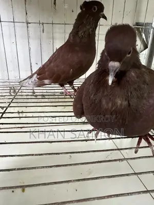 Koka Pigeon Pair