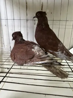 Koka Pigeon Pair