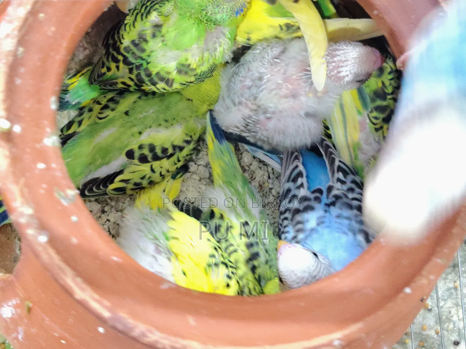 Budgerigar bird chicks