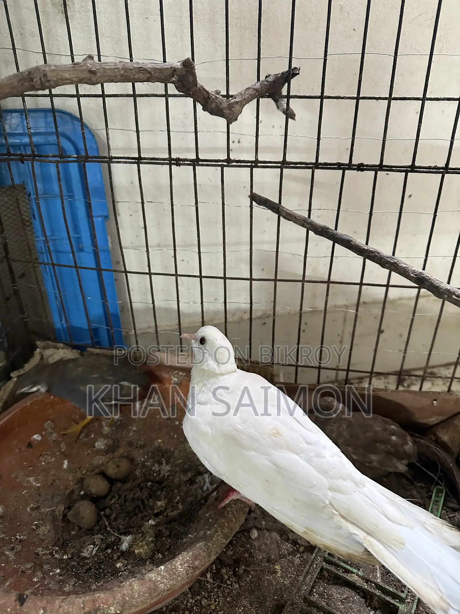 Female Dove and King Quail Pair