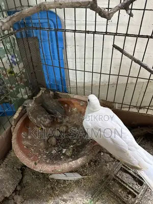 Female Dove and King Quail Pair