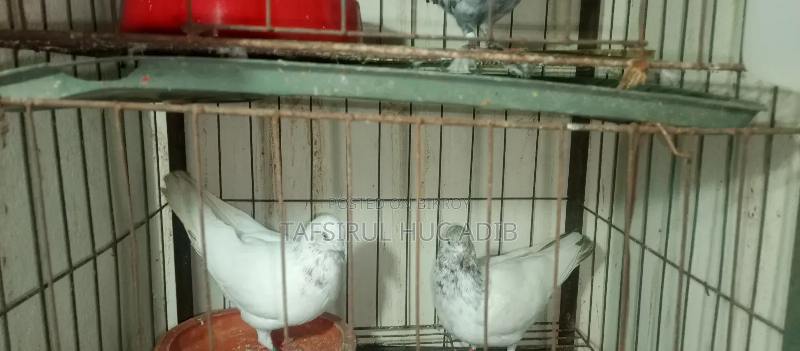 Giribaz Pigeon