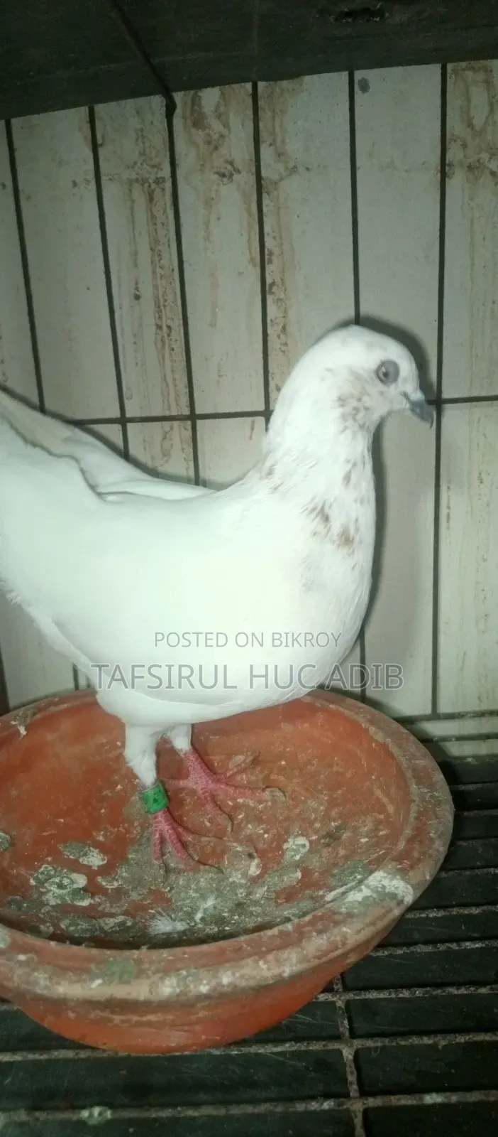 Giribaz Pigeon