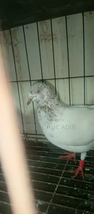 Giribaz Pigeon