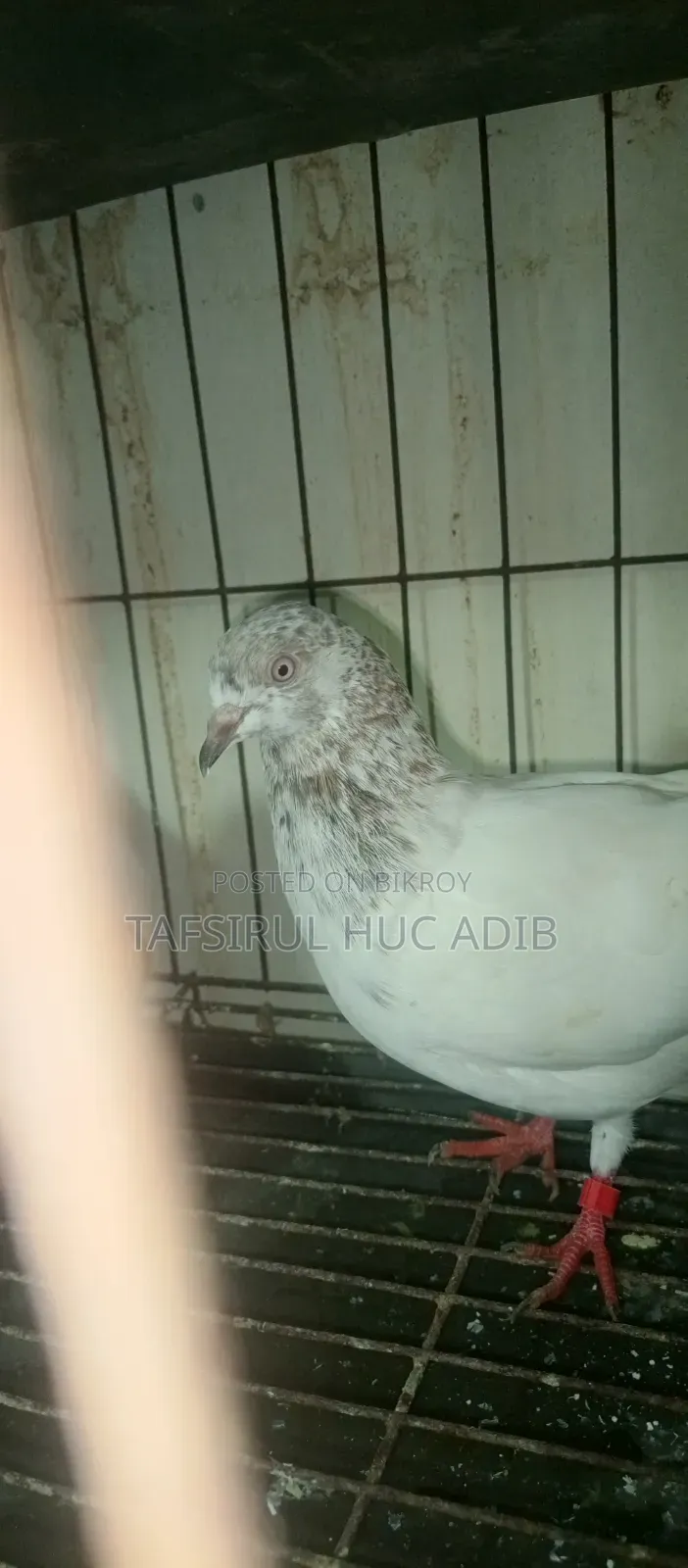 Giribaz Pigeon