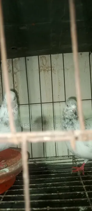 Giribaz Pigeon
