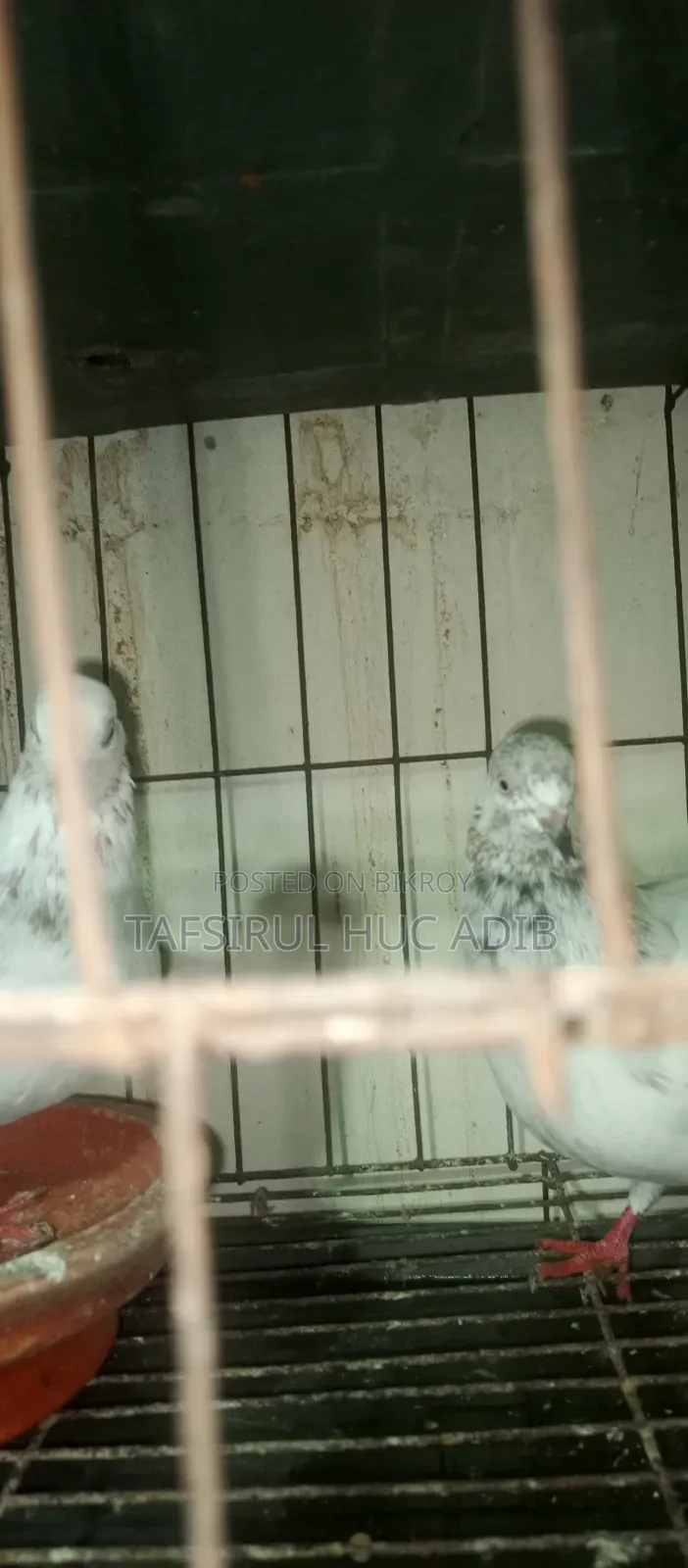 Giribaz Pigeon