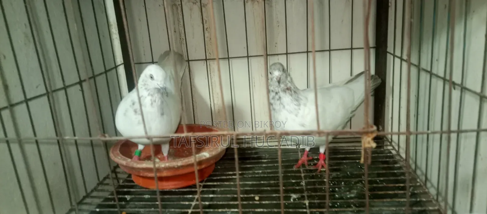 Giribaz Pigeon